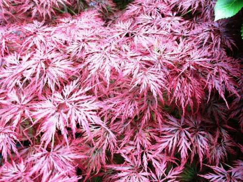 Bush Spring Maple Red Plant Tender Summer