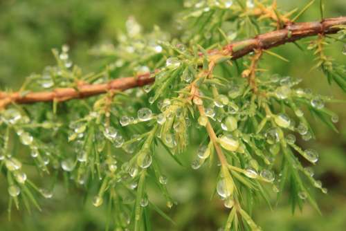 Bush Coniferous Drops Green Juniper Water
