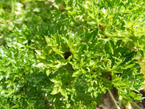Bush Garden Green Herb Parsley Petroselinum Spice