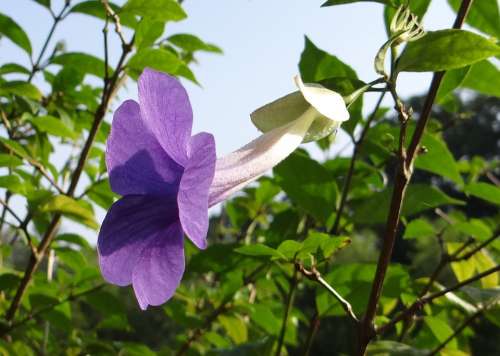 Bush Clock Vine King'S Mantle Flower Blue