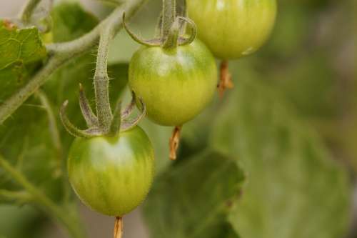 Bush Tomato Tomato Tomato Plant Vegetables Green