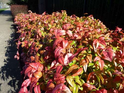 Bushes Hedge Landscape Plants Beautiful Hedges