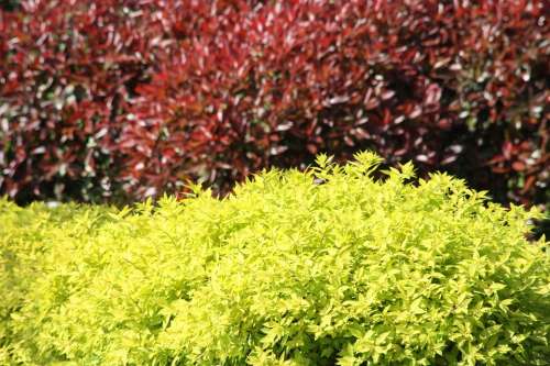 Bushes Leaves Color Bush Red Yellow Colorful