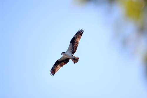 Buteo Bird Of Prey Raptor Sky Flying Soaring Bird