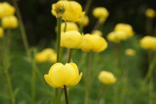 Buttercup Yellow Nature Mountains Alpine Flowers