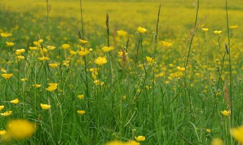 Buttercup Ranunculus Meadow Yellow Wild