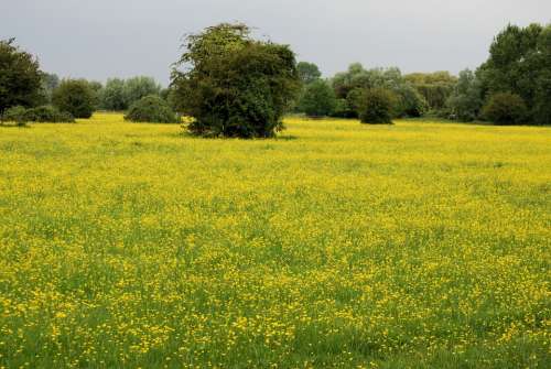 Buttercup Ranunculus Meadow Yellow Wild