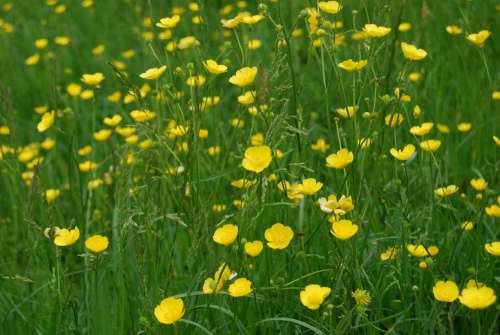 Buttercup Ranunculus Meadow Yellow Wild