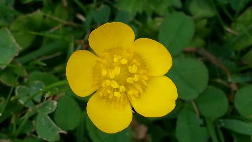 Buttercup Pointed Flower Yellow Blossom Bloom