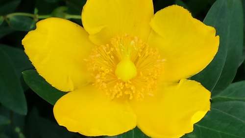 Buttercup Yellow Flower Blossom Bloom Nature