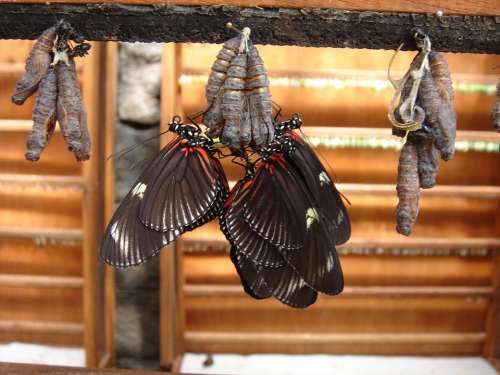 Butterflies Insect Dolls