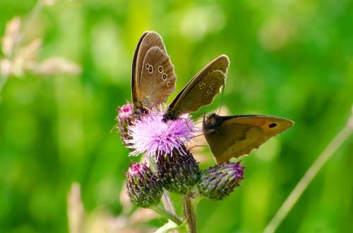 Butterflies Butterfly Insect Flower Season Spring