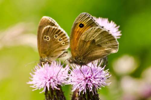 Butterflies Butterfly Insect Flower Season Spring
