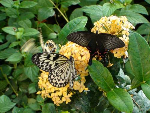 Butterflies Flowers Leaves Nature Summer Green