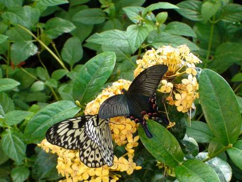 Butterflies Flowers Leaves Nature Summer Green