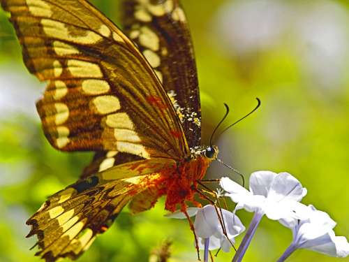 Butterfly Nectar Overloaded Flower