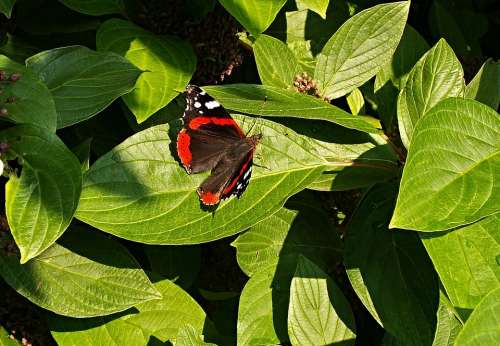 Butterfly Bush Foliage Viburnum Flying Insects