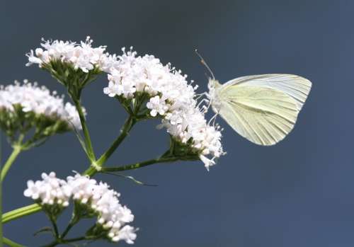 Butterfly Insect Animal Flower Nature White