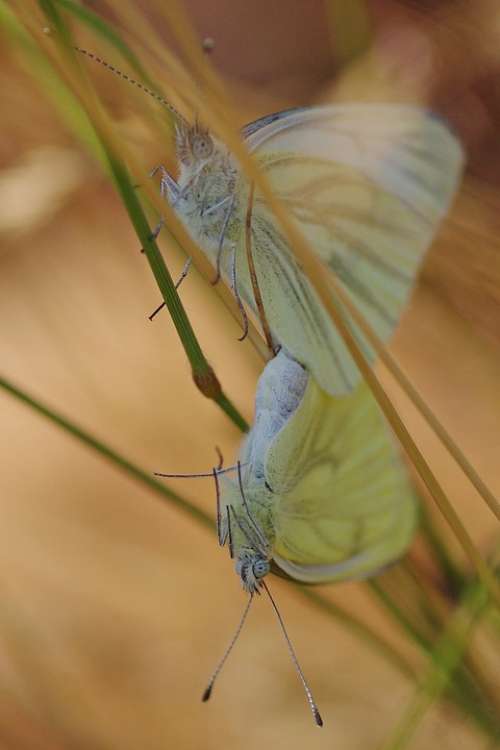 Butterfly White Insect Pairing Nature Copulate