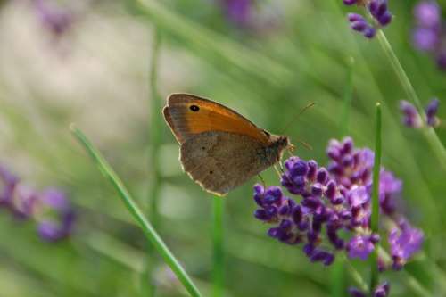 Butterfly Nature Insect Garden