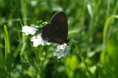 Butterfly Detail Wings