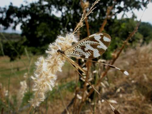 Butterfly Insects Nature Flower