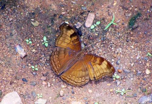 Butterfly Common Baron Dandeli Baron Karnataka