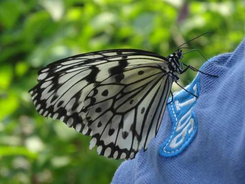 Butterfly Insect Animal Black And White Blue