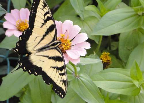 Butterfly Tiger Swallowtail Zinna Beautiful