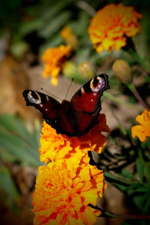 Butterfly Wings Color Beauty Flower
