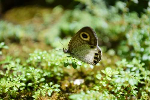 Butterfly Tiny Butterfly Innocent Cute Animal