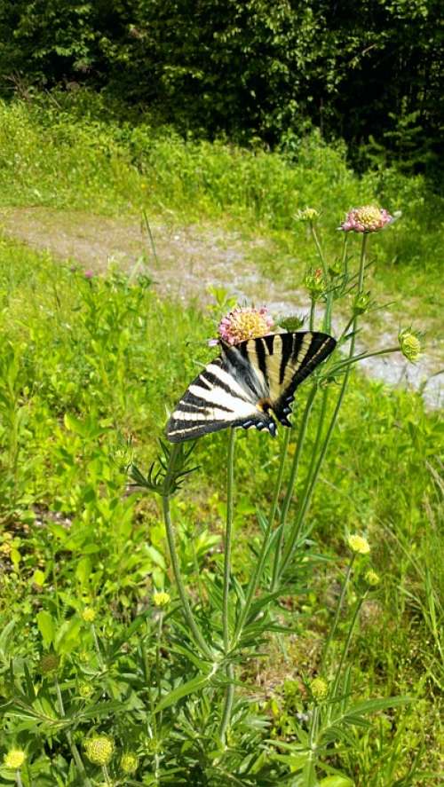 Butterfly Flower Grass