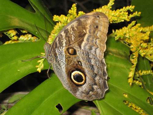 Butterfly Insect Nature Macro Beauty