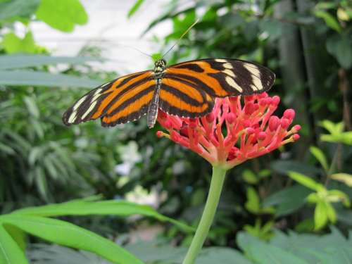 Butterfly Insect Wing Blossom Bloom Nature Fauna