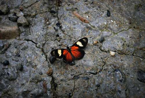 Butterfly Stone Nature Colors Beauty Contrast