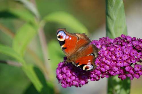 Butterfly Flower Insect Nature Spring Kid Stories