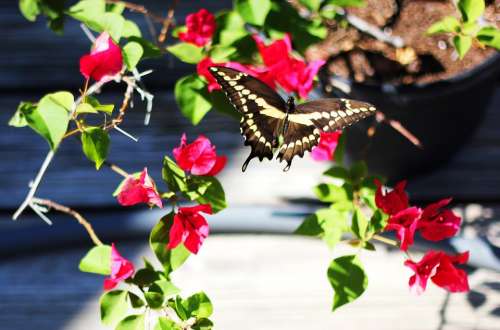 Butterfly Backyard Bougainvillea Pink Flowers Plant