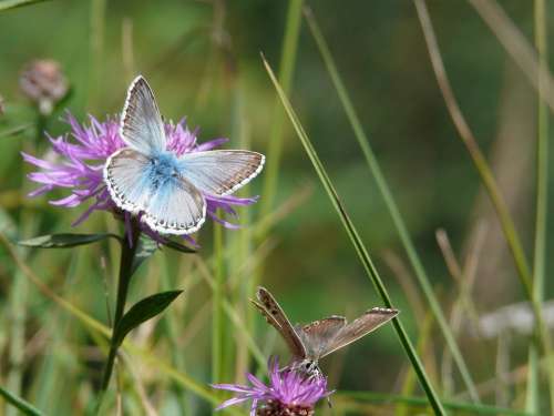 Butterfly Insect Nature Insects Flower Alps