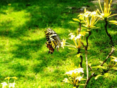 Butterfly Yellow Black Flowers Ashoka Plants