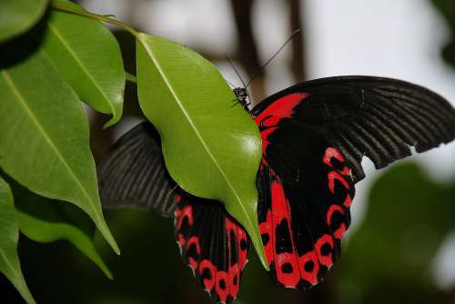Butterfly Scarlet Schwalbenschwanz Papilio Rumanzovia