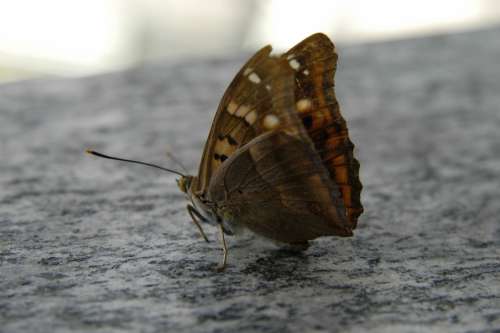 Butterfly Nature Macro