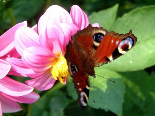 Butterfly Insect Close Up Flower Dahlia Flowers