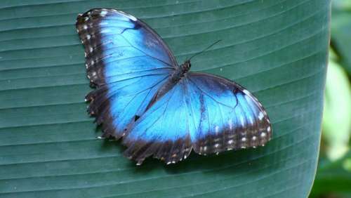 Butterfly Morpho Wings Blue Butterfly