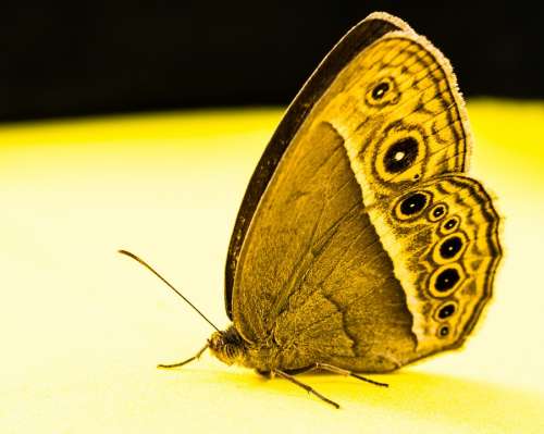 Butterfly Insect