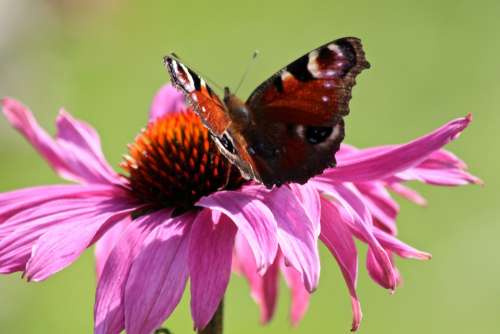 Butterfly Beautiful Tender Summer Joy Flight