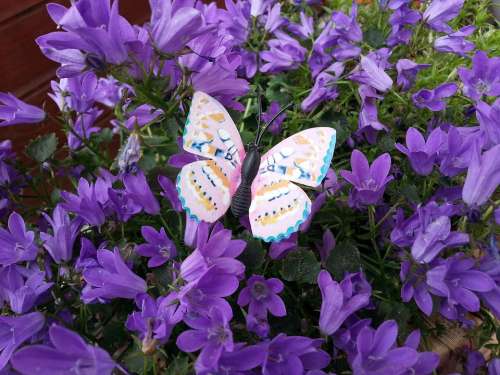 Butterfly Insect Public Record Flowers Violet