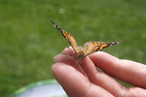 Butterfly Hand Wings Delicate Body Beautiful