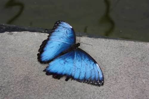 Butterfly Butterflies Flying Insect Blue Insect