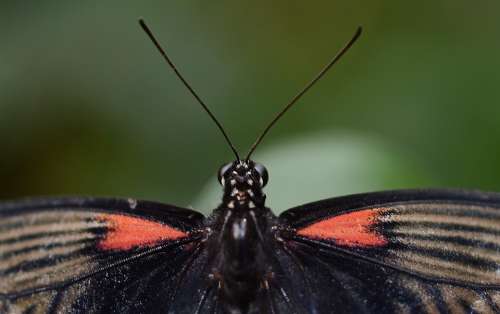 Butterfly Macro Insect Animal Close-Up