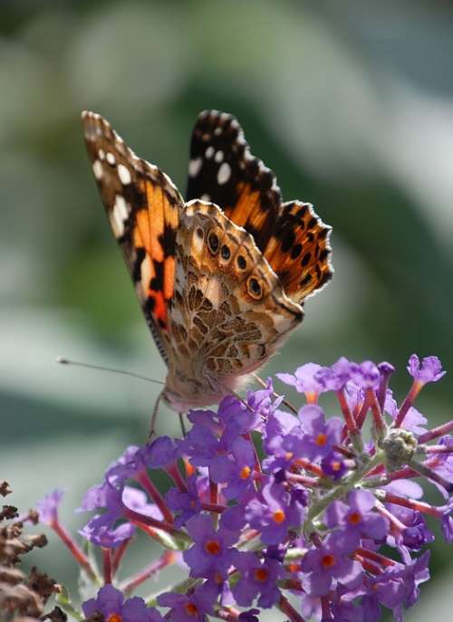 Butterfly Insect Painted Lady Wildlife Macro Wings